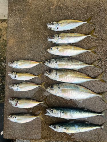 アジの釣果