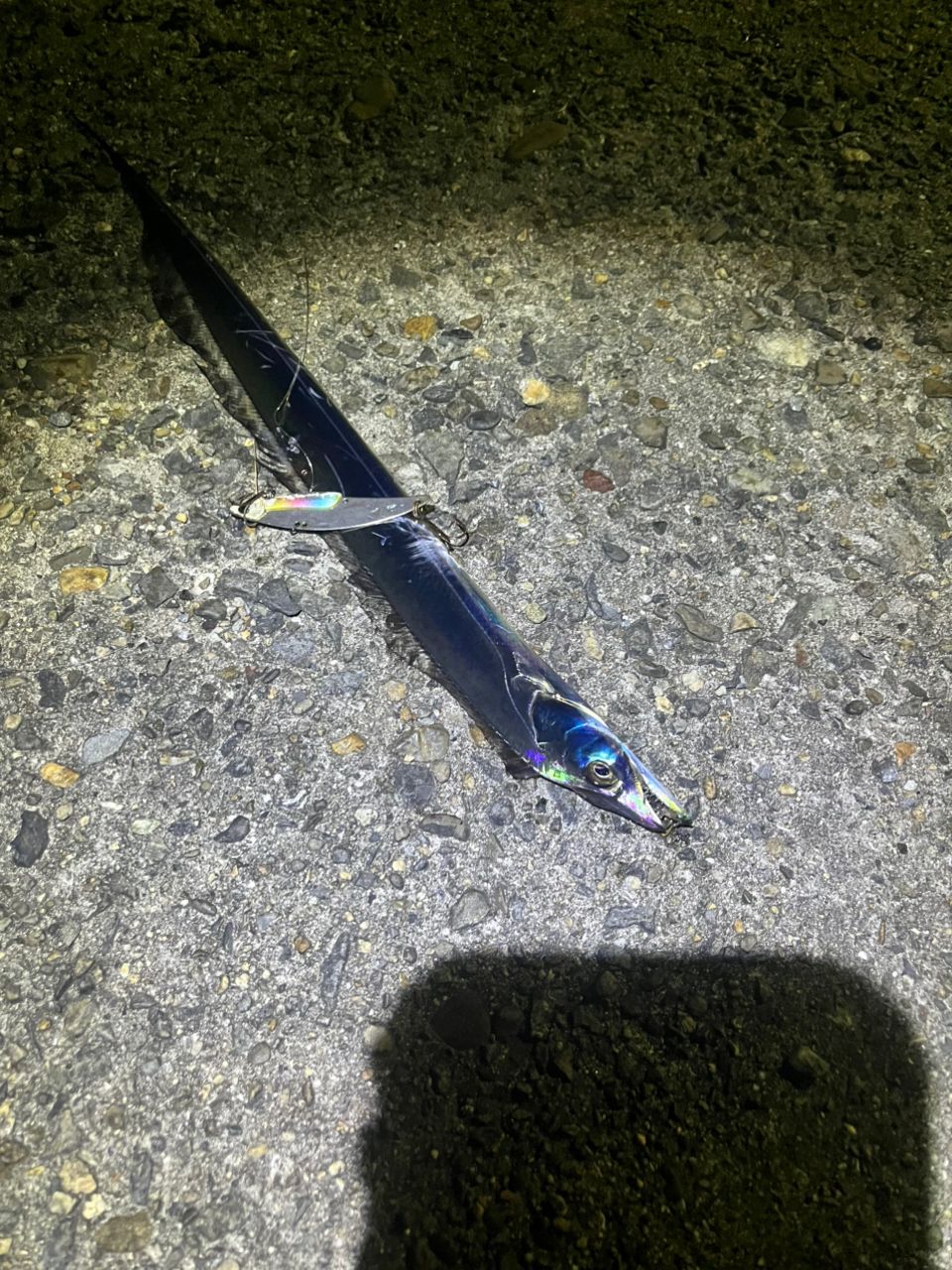 タチウオ