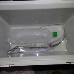 タチウオの釣果