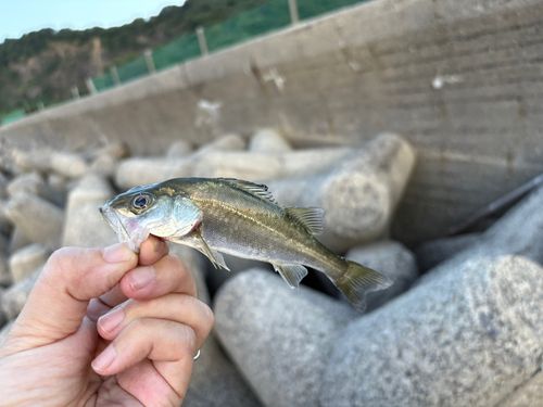 セイゴ（マルスズキ）の釣果