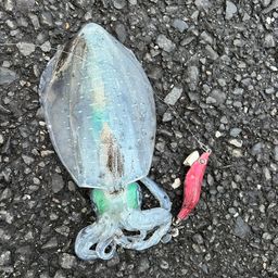 アオリイカ