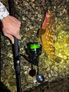 キジハタの釣果