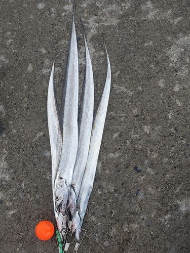 タチウオの釣果