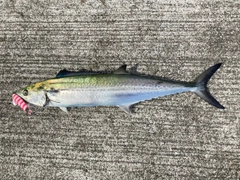 サゴシの釣果