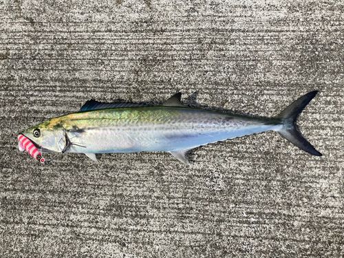サゴシの釣果