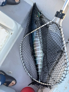 オオカマスの釣果
