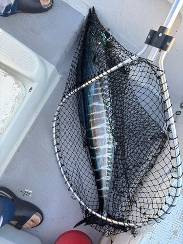 オオカマスの釣果