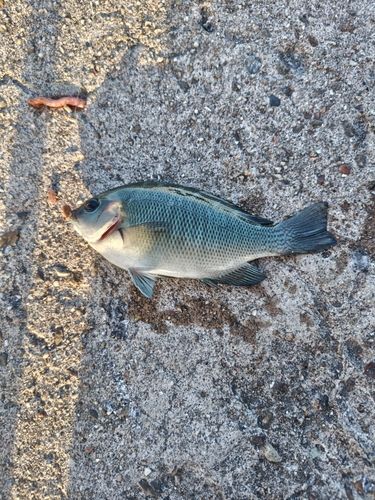 グレの釣果
