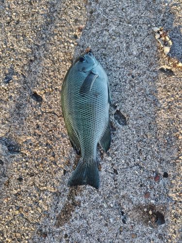 グレの釣果