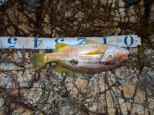 クロホシフエダイの釣果