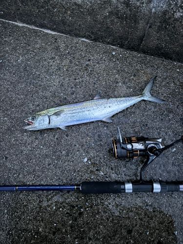 サゴシの釣果