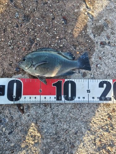 グレの釣果