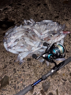 マメイカの釣果
