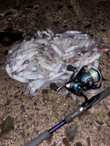 マメイカの釣果