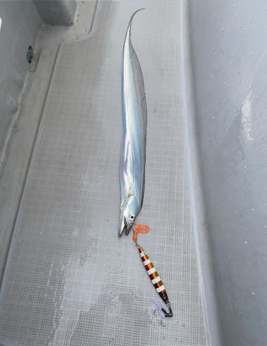 タチウオの釣果