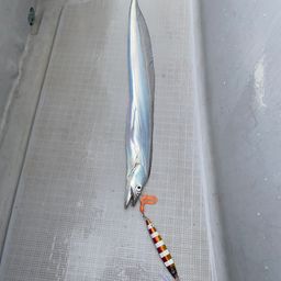 タチウオ