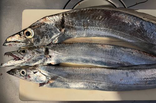 タチウオの釣果
