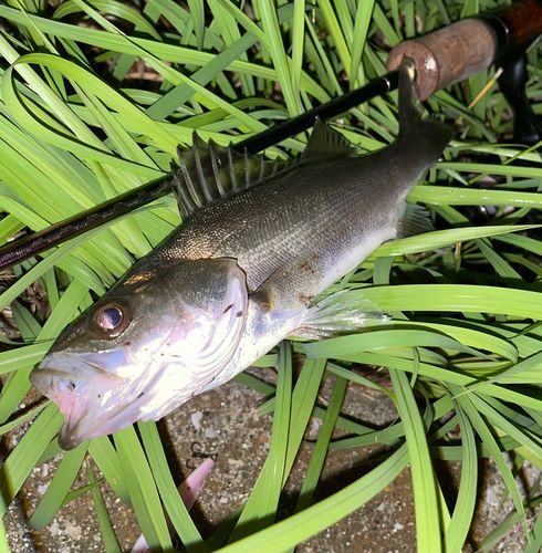 セイゴ（マルスズキ）の釣果