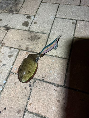 赤坂海岸