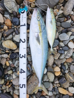 フクラギの釣果