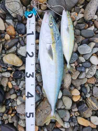フクラギの釣果