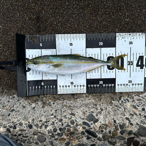 ワカシの釣果