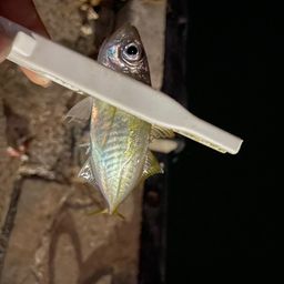 アジ
