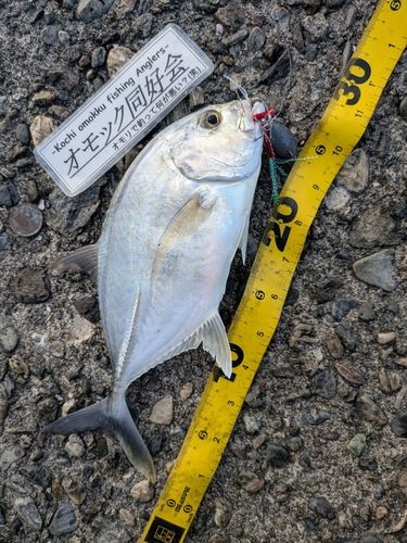 メッキの釣果