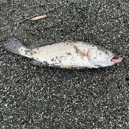 イシモチ