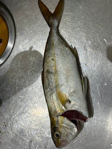 田原サーフ