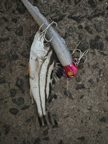 釣果