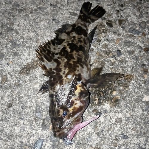 タケノコメバルの釣果