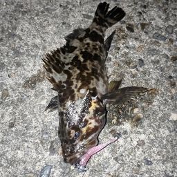 タケノコメバル