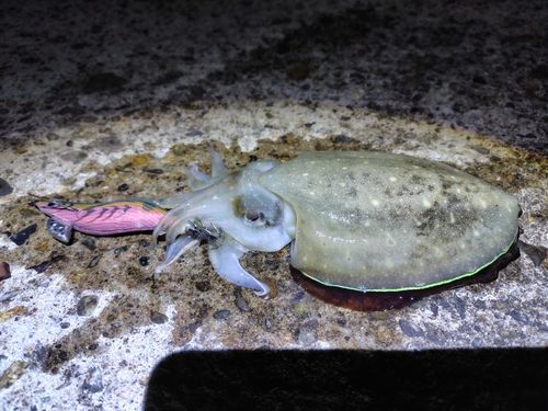 コウイカの釣果