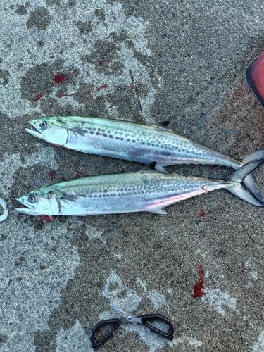 サゴシの釣果