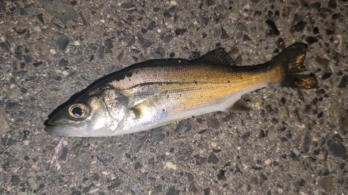 セイゴ（マルスズキ）の釣果