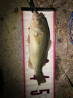 ブラックバスの釣果