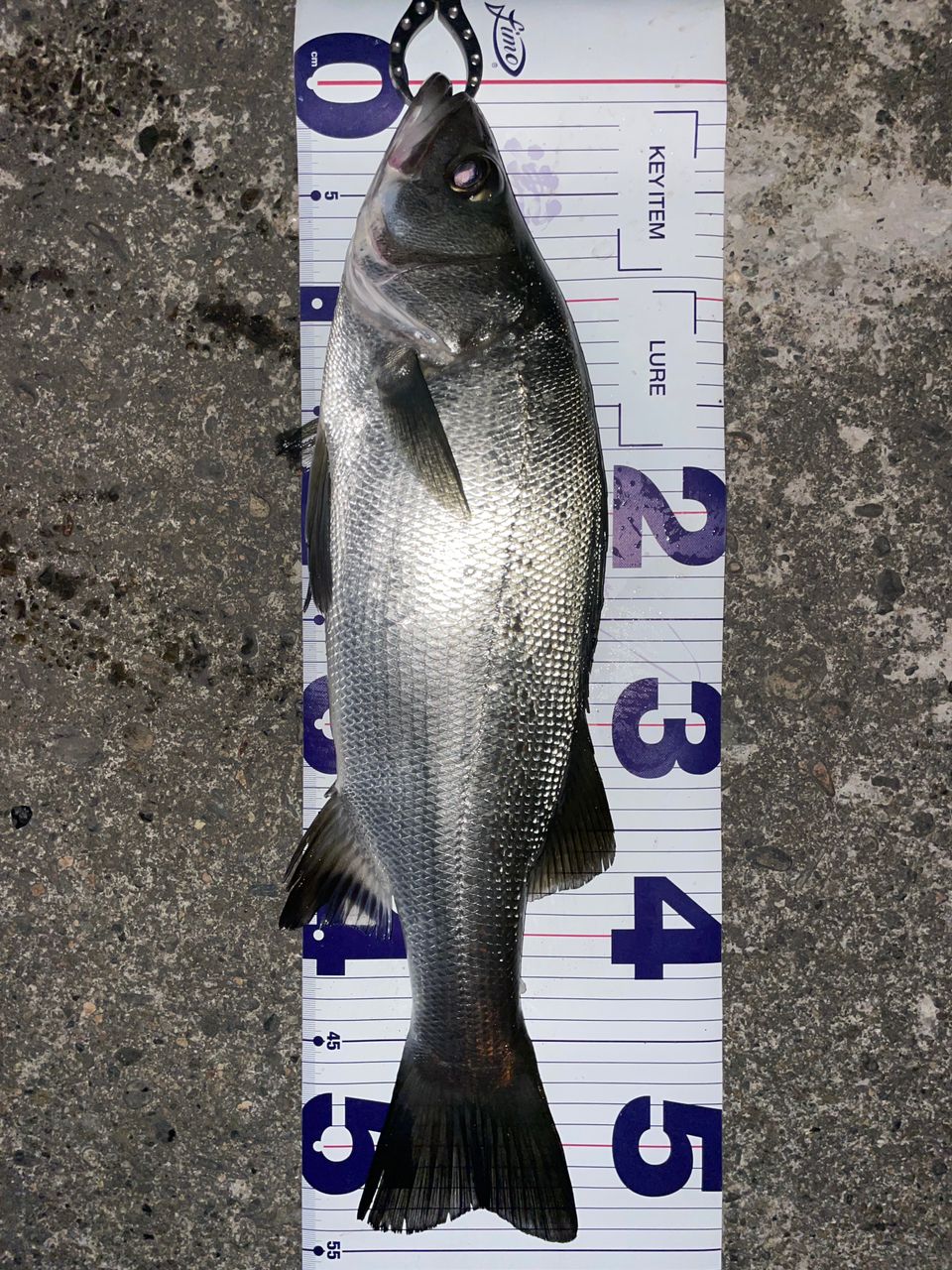 18ディアルーナS96ML 18ディアルーナS96ML | イシグロ公式オンラインショップ