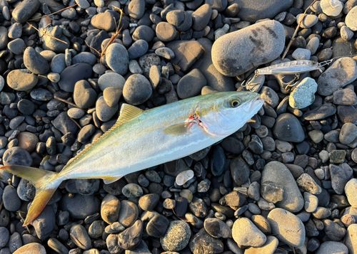 ワカシの釣果