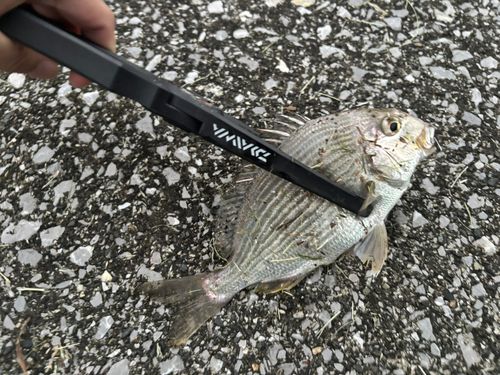 ヘダイの釣果