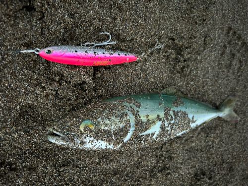 ワカシの釣果