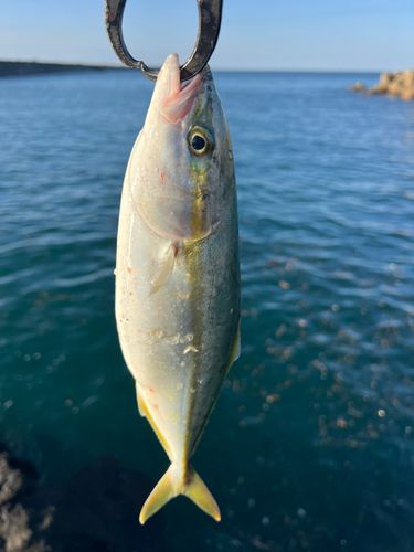 ワカシの釣果