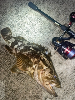タケノコメバルの釣果