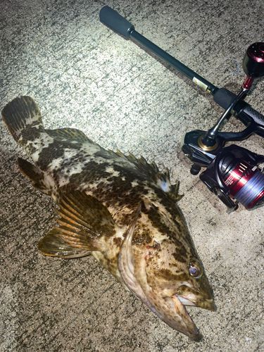 タケノコメバルの釣果