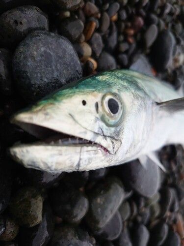 サゴシの釣果
