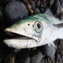 サゴシ