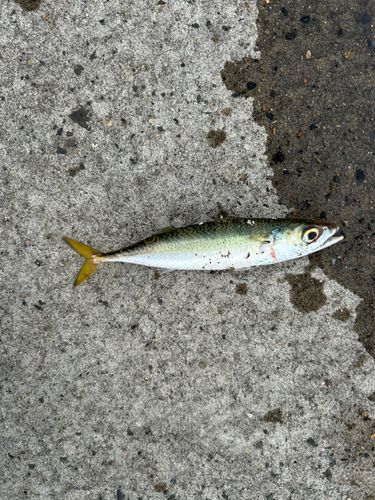 サバの釣果