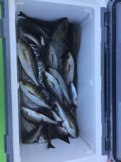 イサキの釣果