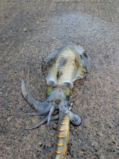 アオリイカの釣果
