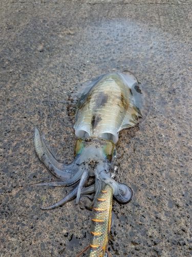 アオリイカの釣果
